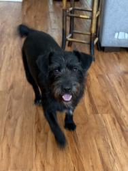 Found/Stray Male Dog last seen Fair oaks avenue , Dallas, TX 75231