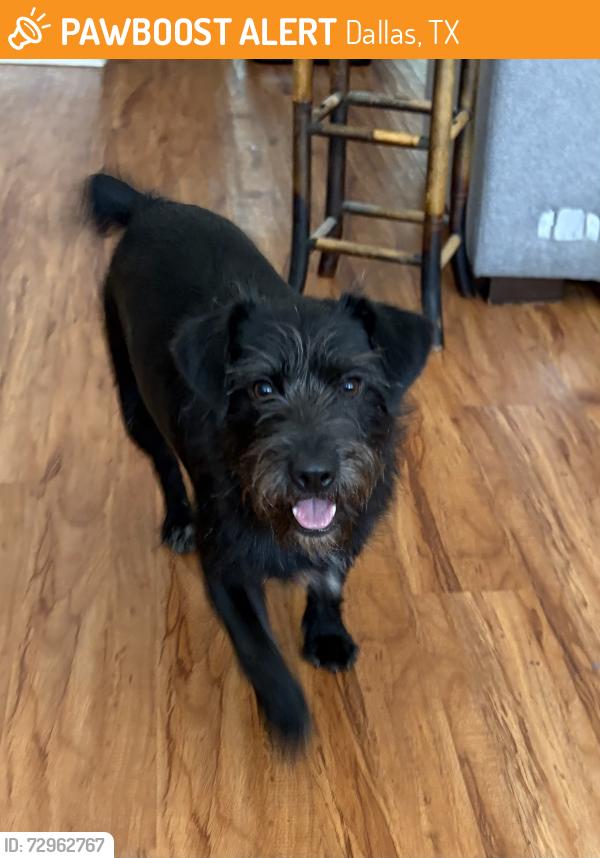 Found/Stray Male Dog last seen Fair oaks avenue , Dallas, TX 75231