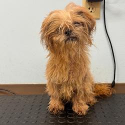 Shelter Stray Female Dog last seen , Pine Bluff, AR 71601