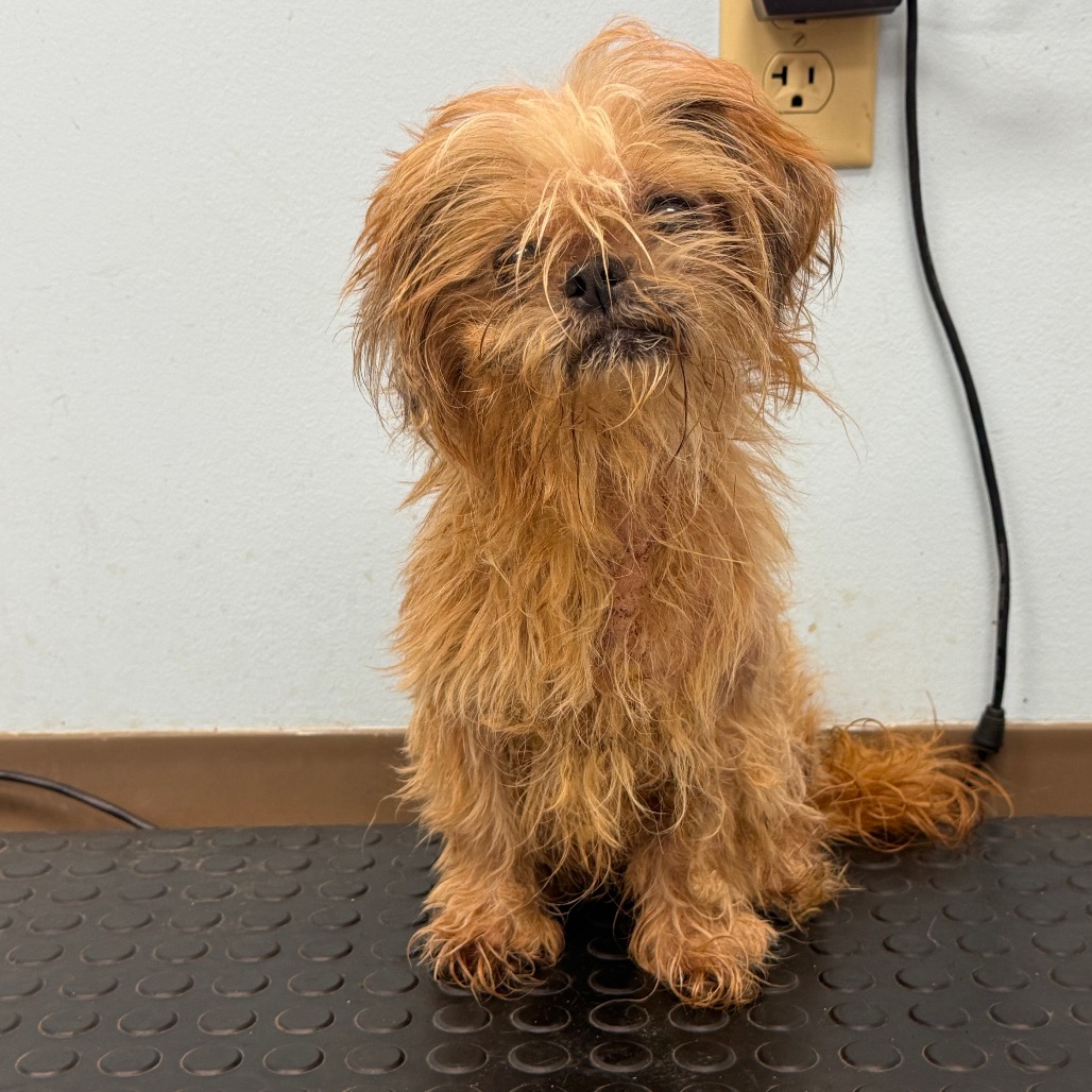Shelter Stray Female Dog last seen , Pine Bluff, AR 71601