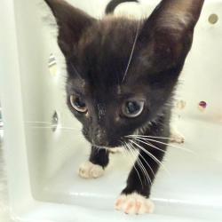 Shelter Stray Female Cat last seen , Columbus, GA 31907