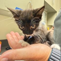 Shelter Stray Female Cat last seen , Columbus, GA 31907