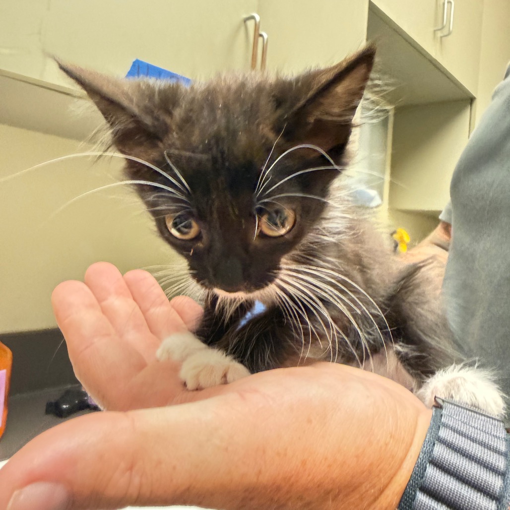 Shelter Stray Female Cat last seen , Columbus, GA 31907