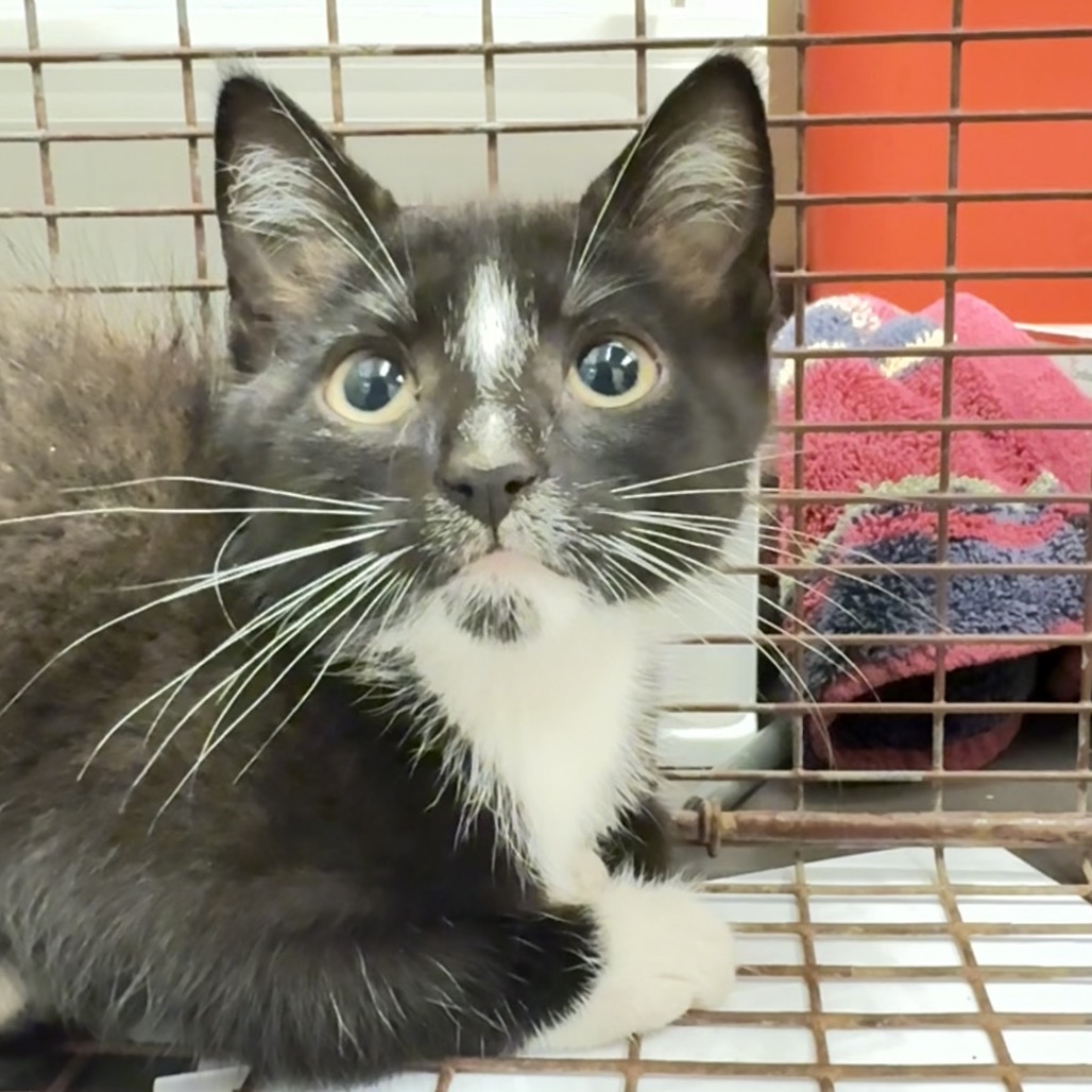 Shelter Stray Female Cat last seen , Columbus, GA 31907