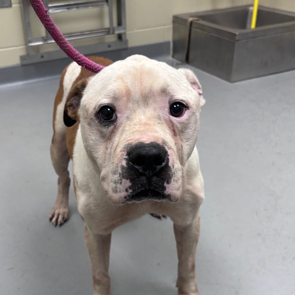 Shelter Stray Male Dog last seen , Columbus, GA 31907