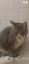 Lost Female Cat last seen ballston mall, Arlington, VA 22203