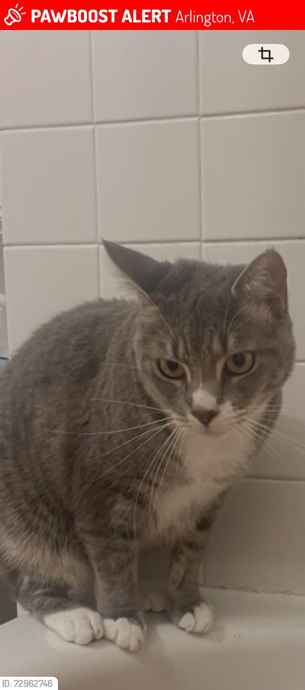 Lost Female Cat last seen ballston mall, Arlington, VA 22203
