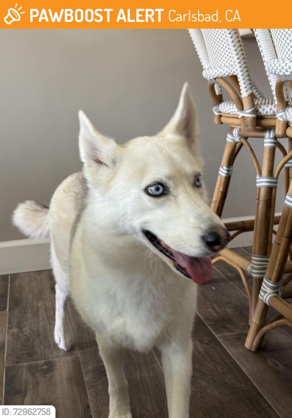 Found/Stray Female Dog last seen Near Peach Tree Road, Carlsbad, CA 92011