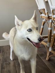 Found/Stray Female Dog last seen Near Peach Tree Road, Carlsbad, CA 92011