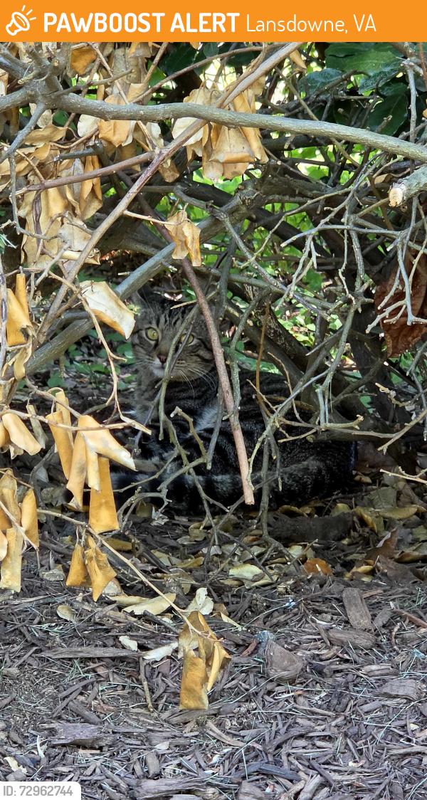 Found/Stray Unknown Cat last seen Coppermine sq and front st by the golf course, Lansdowne, VA 20176