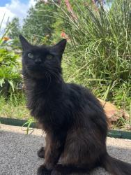 Found/Stray Female Cat last seen Allen, Allen, TX 75002
