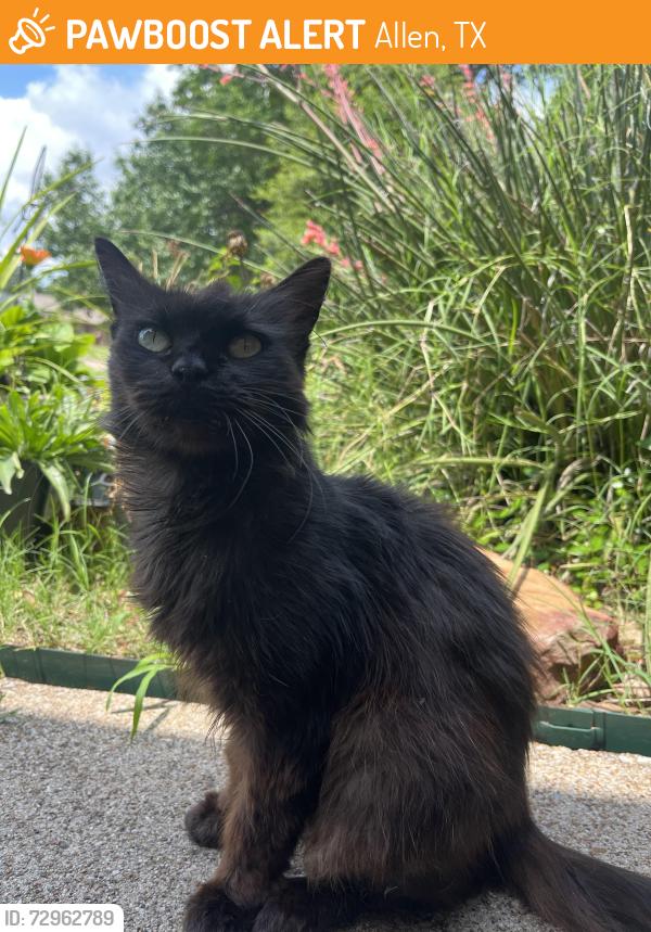 Found/Stray Female Cat last seen Allen, Allen, TX 75002