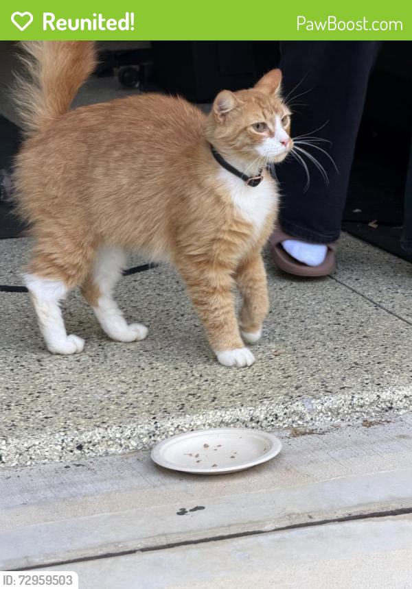Reunited Unknown Cat last seen Near Davis St, Braselton, GA 30517, USA, Braselton, GA 30517