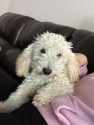 Lost Female Dog last seen Robinson road , Grand Prairie, TX 75052