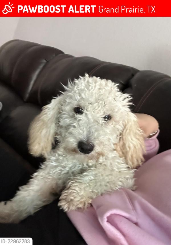 Lost Female Dog last seen Robinson road , Grand Prairie, TX 75052