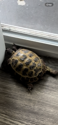 Lost Female Reptile last seen Near w 1st st. , Loveland, CO 80537