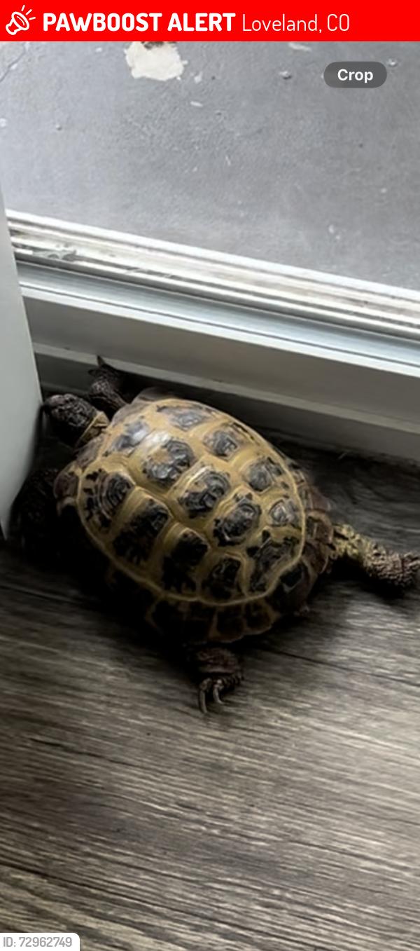 Lost Female Reptile last seen Near w 1st st. , Loveland, CO 80537