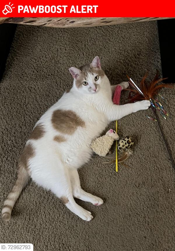 Lost Male Cat last seen Historic Columbia River highway and Hurlburt Road , Multnomah County, OR 97019