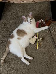 Lost Male Cat last seen Historic Columbia River highway and Hurlburt Road , Multnomah County, OR 97019