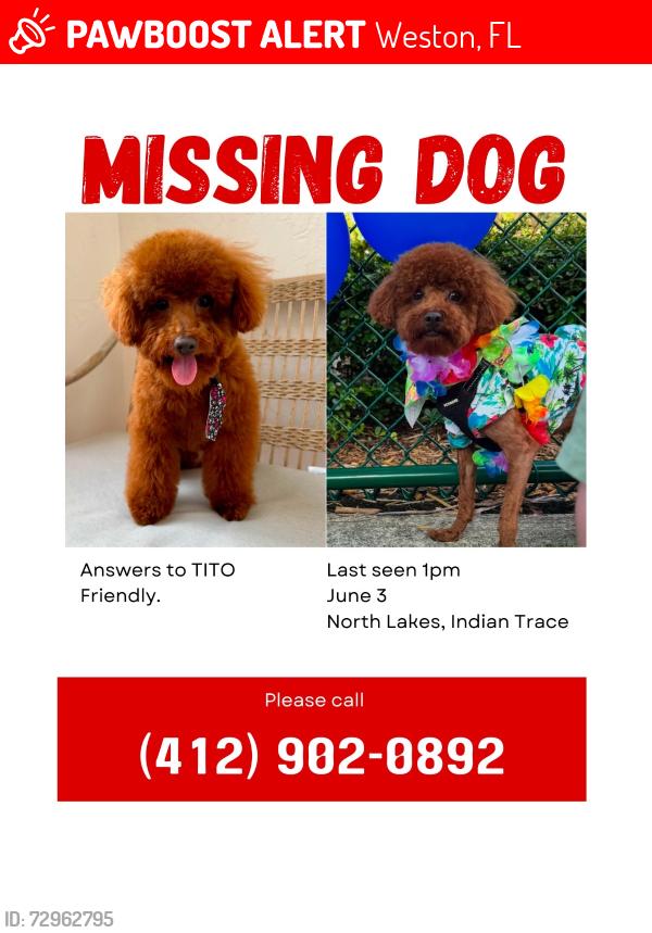 Lost Male Dog last seen North lakes in Weston near carrington and Stanton Dr. , Weston, FL 33326
