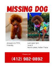 Lost Male Dog last seen North lakes in Weston near carrington and Stanton Dr. , Weston, FL 33326