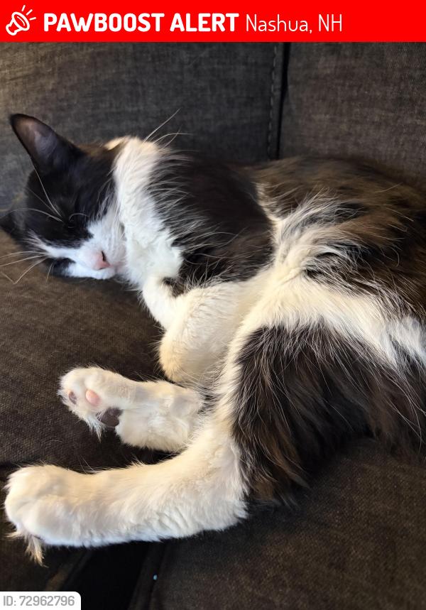 Lost Female Cat last seen Lake st js joes hosp, Nashua, NH 03060