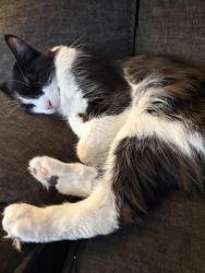 Lost Female Cat last seen Lake st js joes hosp , Nashua, NH 03060