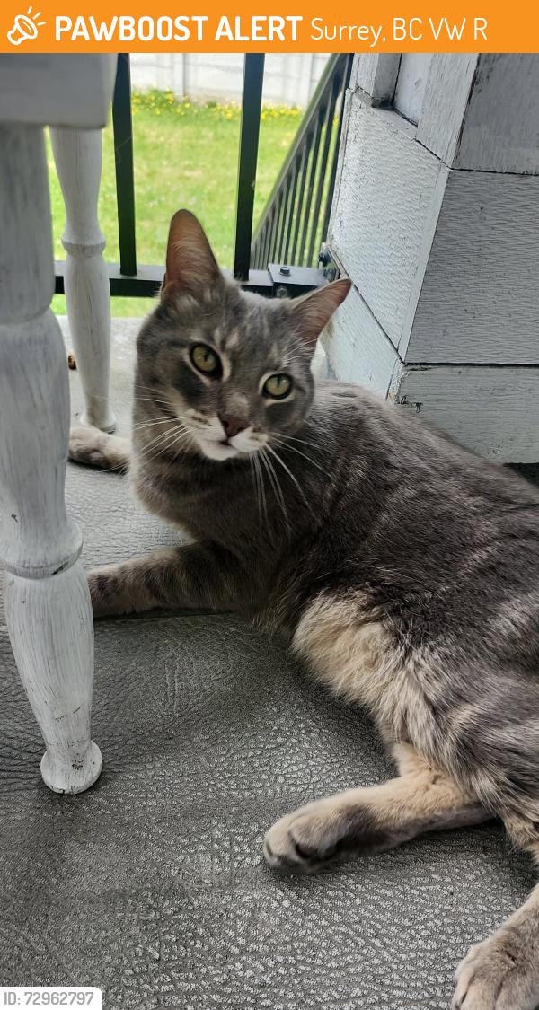Found/Stray Unknown Cat last seen 64th and 144st , Surrey, BC V3W 5R4