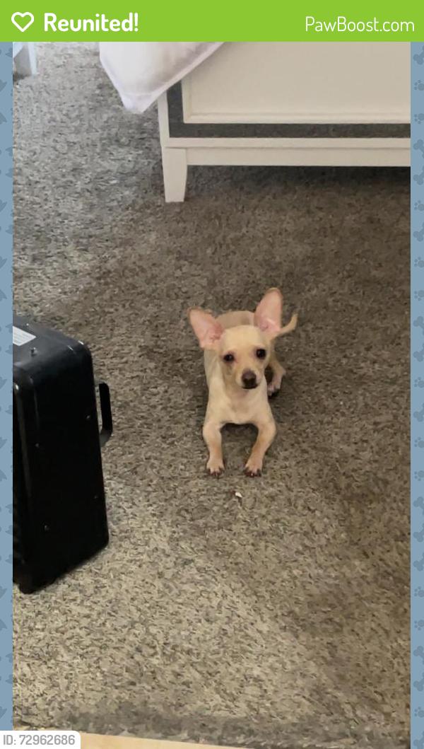 Reunited Male Dog last seen 57th St SW, Albuquerque, NM, USA, Albuquerque, NM 87105