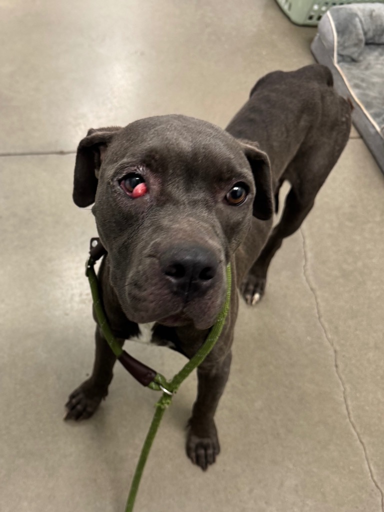 Shelter Stray Female Dog last seen Midwest City, 8485 E Reno Ave, Midwest City, OK 73110, USA