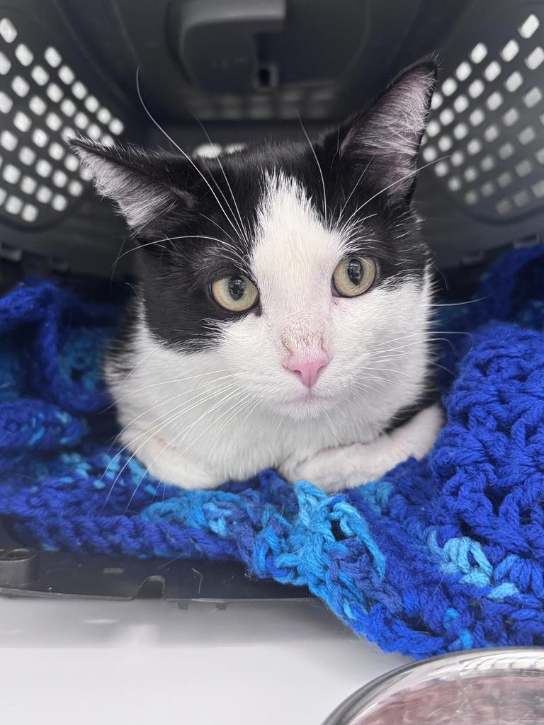 Shelter Stray Male Cat last seen , Saint Paul, MN 55104