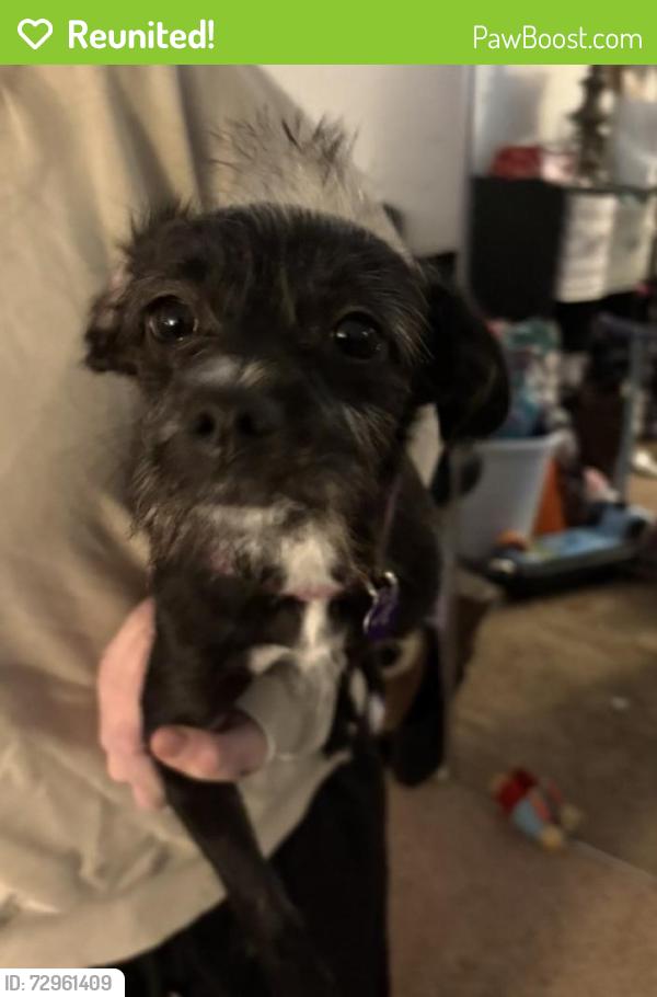 Reunited Female Dog last seen Central elementary school, Sedro-Woolley, WA 98284