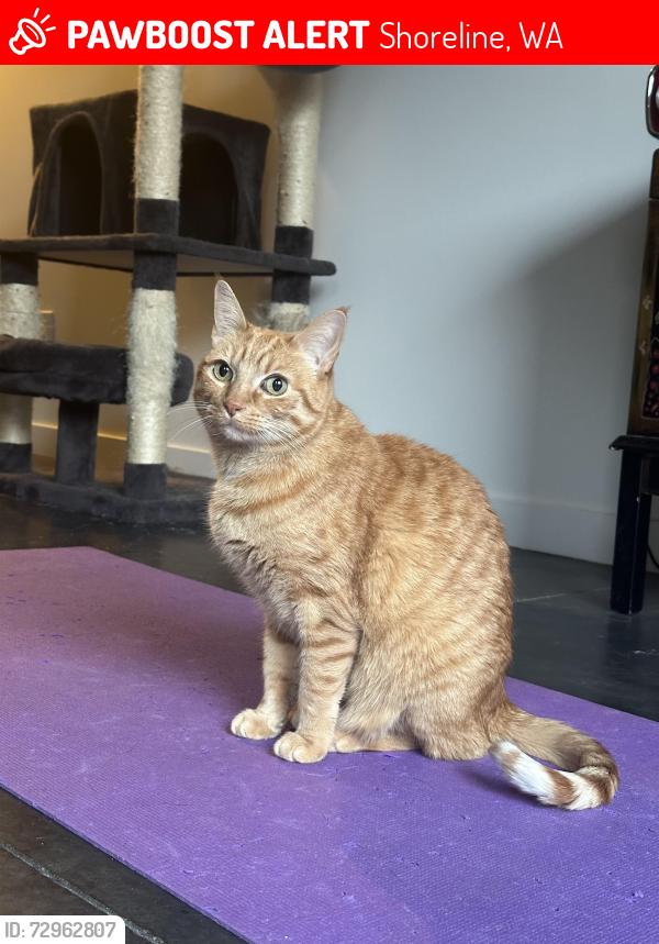 Lost Female Cat last seen 20th ave nw and nw 193rd st, Shoreline, WA 98177