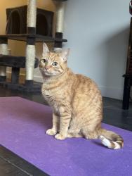 Lost Female Cat last seen 20th ave nw and nw 193rd st, Shoreline, WA 98177