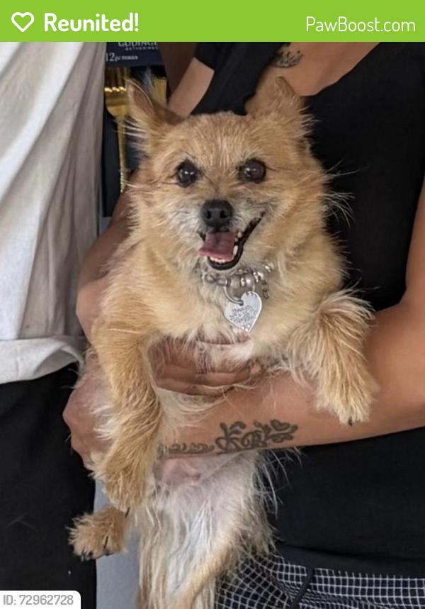 Reunited Female Dog last seen Near Compatibility Ct, North Las Vegas, NV 89032, USA, North Las Vegas, NV 89032
