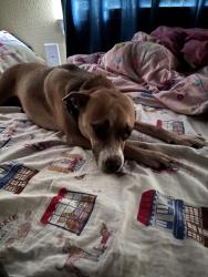 Reunited Female Dog last seen Willowwood St. and McCormick St., Denton, TX 76205
