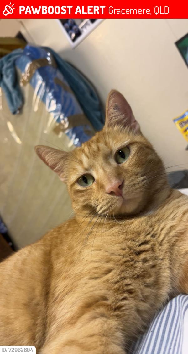 Lost Male Cat last seen Cowan st, Gracemere, QLD 4702