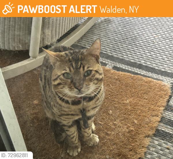 Found/Stray Male Cat last seen Rte 17K, Walden, NY 12586