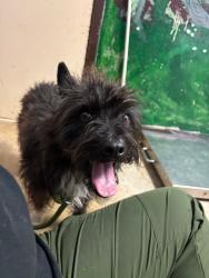 Shelter Stray Male Dog last seen Bexar County, New Braunfels, TX 78130