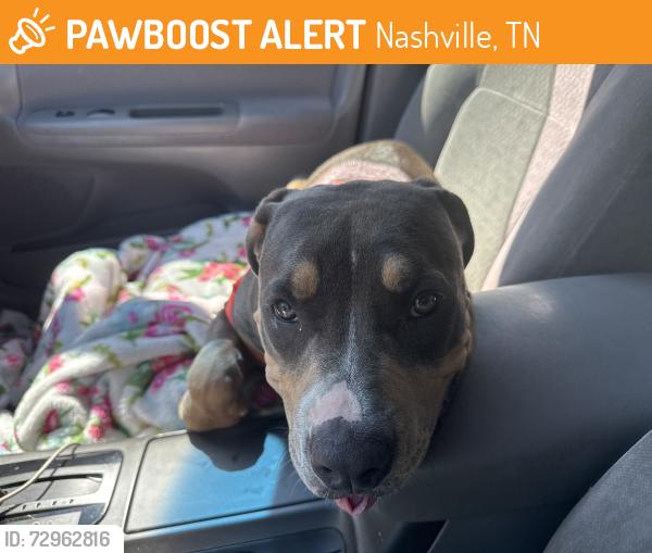 Found/Stray Female Dog last seen Antioch , Nashville, TN 37013