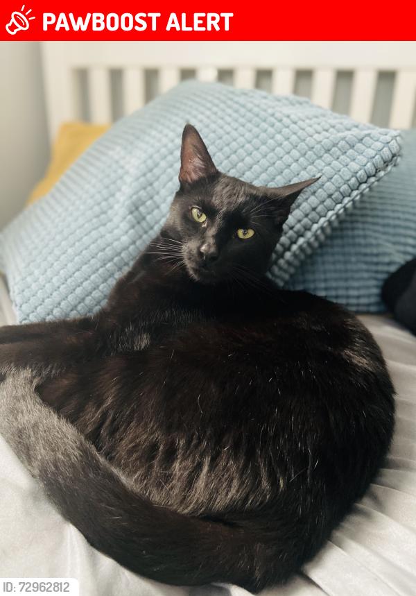 Lost Male Cat last seen Norwich, Norfolk, England NR6 6JQ