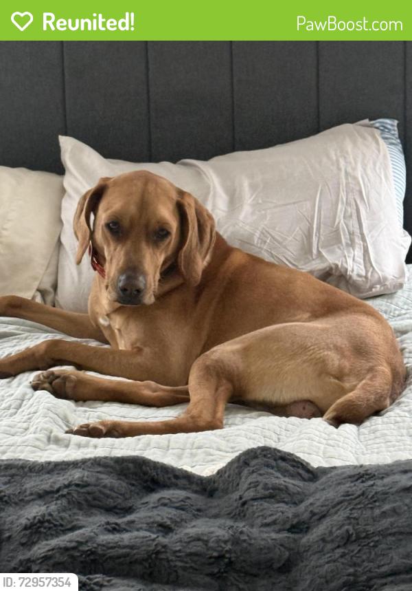 Reunited Male Dog last seen Mill Springs Rd, Birmingham, AL 35213