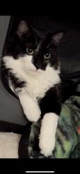 Lost Female Cat last seen 47th and Bluewater, Albuquerque, NM 87105