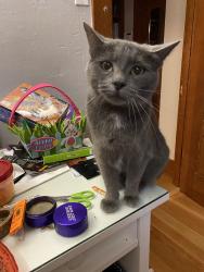 Lost Female Cat last seen A and 31st, San Diego, CA 92102