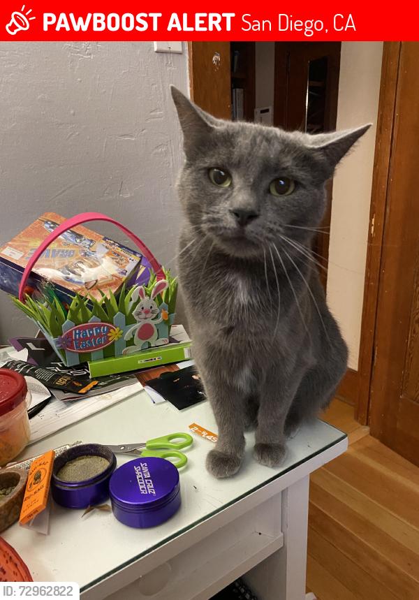 Lost Female Cat last seen A and 31st, San Diego, CA 92102