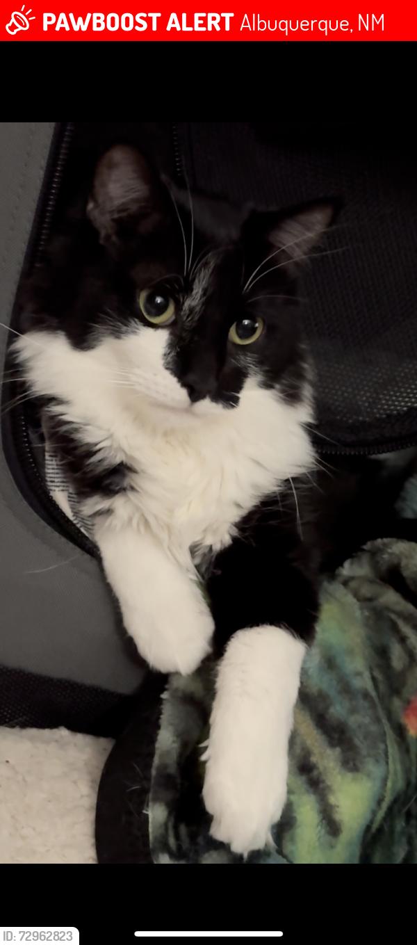Lost Female Cat last seen 47th and Bluewater, Albuquerque, NM 87105