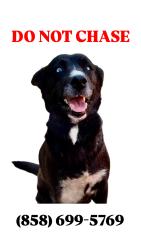 Reunited Female Dog last seen Edge Parkway , San Diego, CA 92124