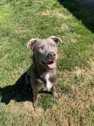 Lost Male Dog last seen Ran out of neighborhood from N Del Mar ave and ran across Audubon ave, Fresno, CA 93711