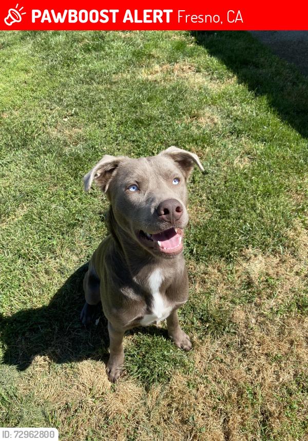 Lost Male Dog last seen Ran out of neighborhood from N Del Mar ave and ran across Audubon ave, Fresno, CA 93711