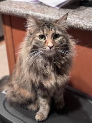 Lost Female Cat last seen Earnest S Brazil and South Ridgewood Ave, Tacoma, WA 98405